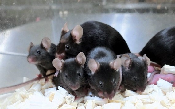 太空冷凍老鼠精子成功育出168 隻後代