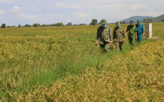安江省邊防部隊在邊境田野便道上進行巡邏。（圖源：VOV）