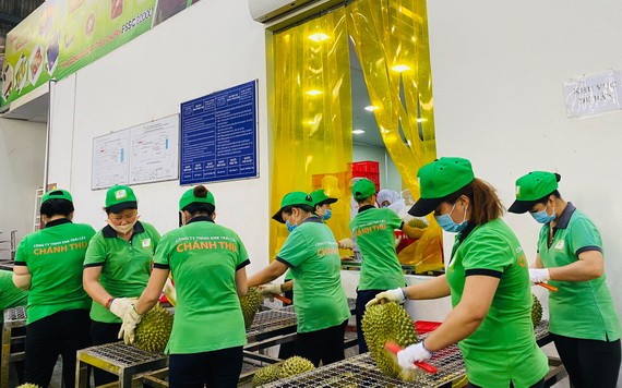 各家企業今年開拓新的出口市場，所以榴槤豐收和價格上升。