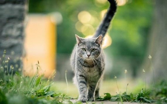 （示意圖源：互聯網） 