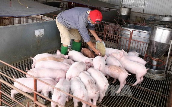 河省靖多地的非洲豬瘟疫情已得到有效控制。（示意圖源：越通社）