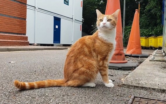 英一隻貓被任命為車站“首席捕鼠員”