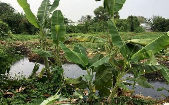 位於第十二郡面積達150公頃、獲規劃成公園的土地。