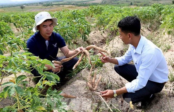 木薯花葉病造成塊根不能膨大，從而產量大大降低。（圖源：越通社）