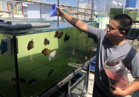 阮友勝在天台上養金魚的模式。