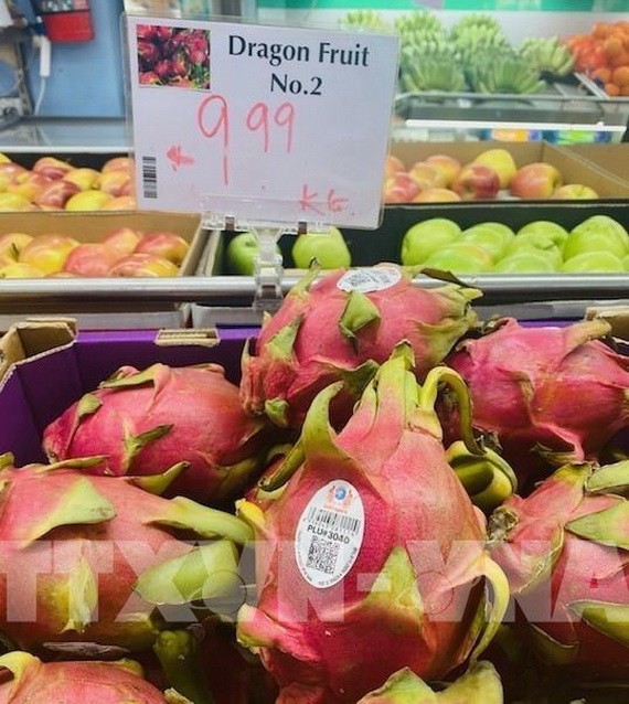 越南火龍果在澳洲墨爾本一家超市貨物架上亮相。（圖源：越通社）
