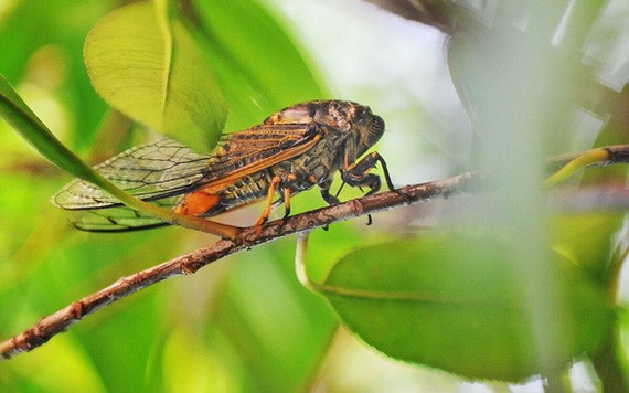 （示意圖源：互聯網）