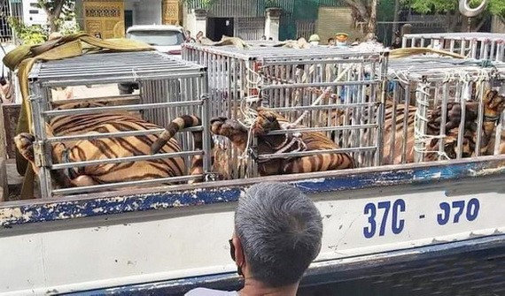 某民戶非法圈養 17 頭老虎