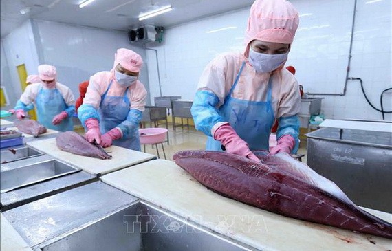 魚片加工。（圖源：越通社）