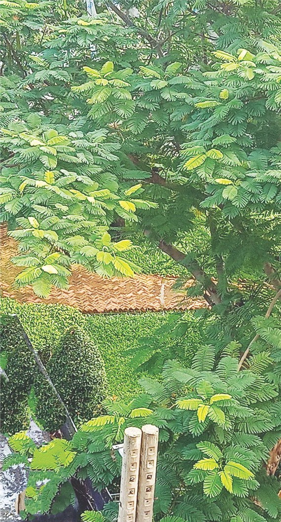 不同的綠以生命在譜寫成長衷曲。