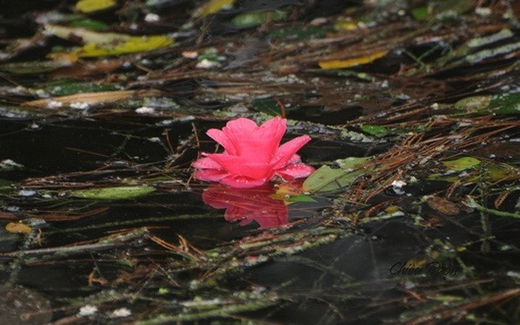 （示意圖源：互聯網） 