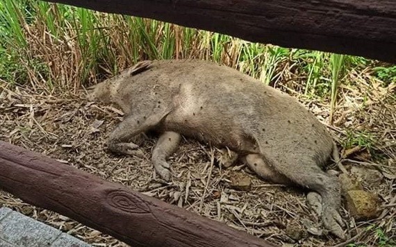 （香港野豬關注組FB圖片）