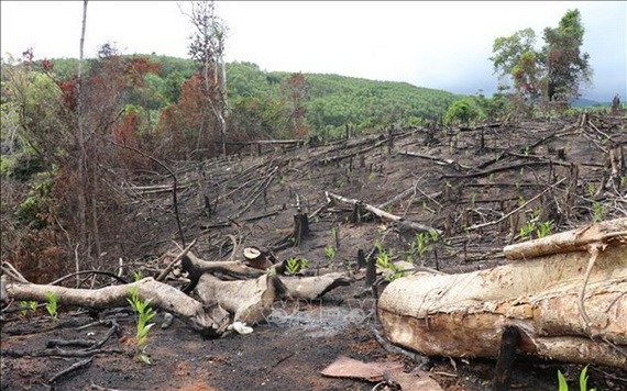 位於富安省山和縣的大塊樹林區遭砍伐。（圖源：越通社）