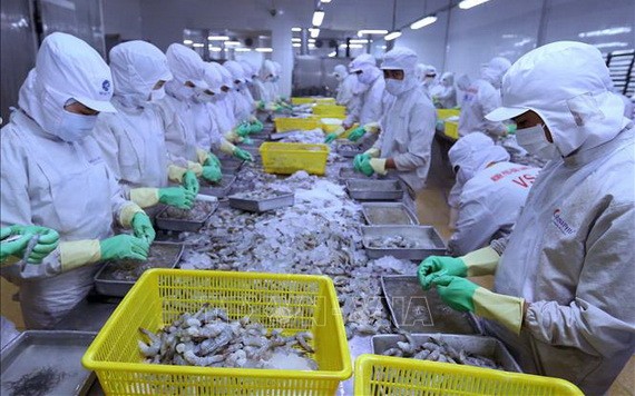 黑虎蝦粗加工工段。（圖源：工商部）