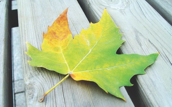 一葉落知天下秋