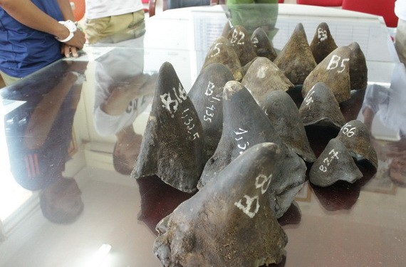 圖為被查獲的一起犀牛角走私案。