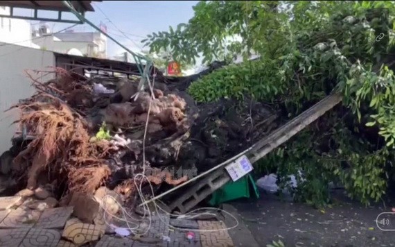 百年榕樹拔根翻倒現場。（圖源: TTO）