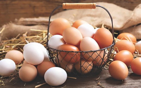 雞、鴨、鵪鶉等蛋類，哪種更有營養？