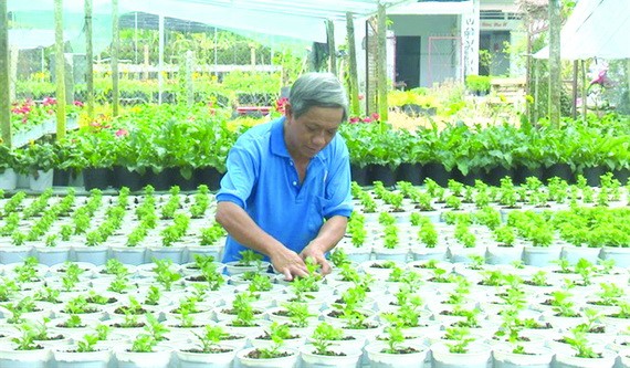 沙瀝市春花種植面積大幅減少