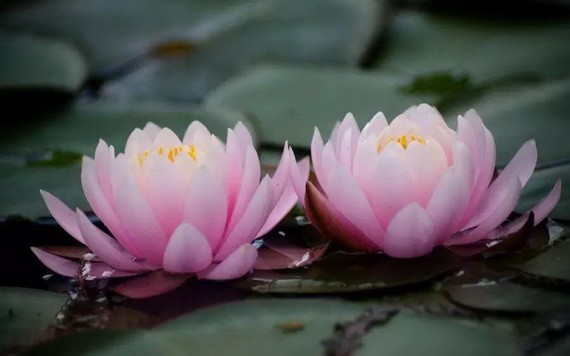 （示意圖源：互聯網） 