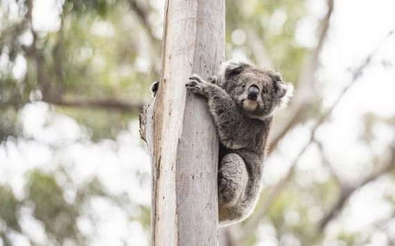 圖為 2020年12月6日，在澳大利亞維多利亞州馬拉庫塔附近，一隻考拉被放歸自然。（圖源：新華社）
