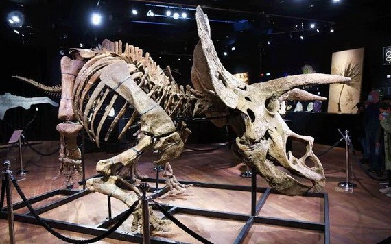 世界最大三角龍化石骨架以 665 萬歐元拍出