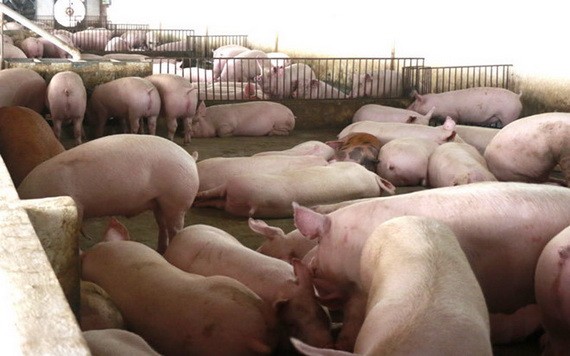 廣義再度爆發非洲豬瘟疫情。（示意圖源：阮莊）