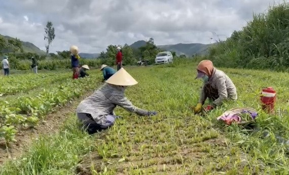 阮友卓僱用當地人種菜。