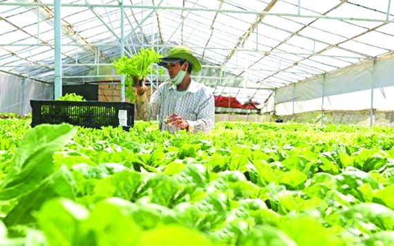 大勒蔬菜和鮮花漲價