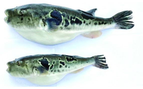 經過基因組編輯的虎河豚(上)和普通虎河豚。（圖源：互聯網）