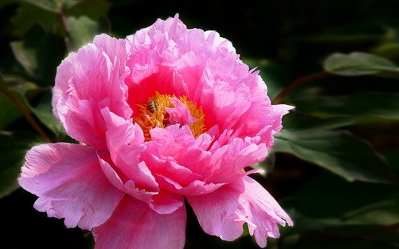 （示意圖源：互聯網） 