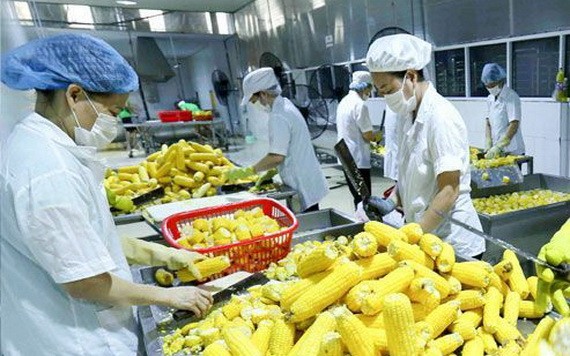 越南農產品外銷歐洲市場。（圖源：越通社）