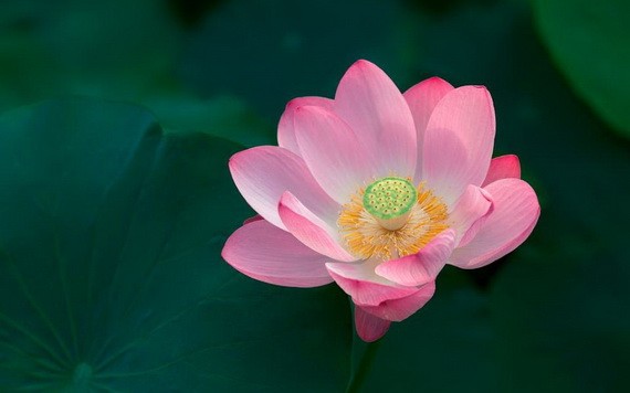 （示意圖源：互聯網） 