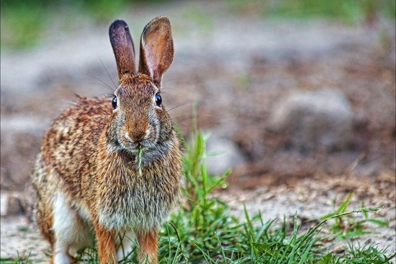 澳洲有80%以上的哺乳動物都是當地特有種，但外來入侵物種恐造成下一波當地物種的滅絕浪潮。（圖源：互聯網）