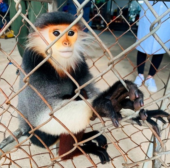 民眾向職能力量移交的一隻珍稀紅腿白臀葉猴。（圖源：楊光）