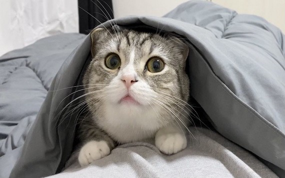 （示意圖：互聯網） 