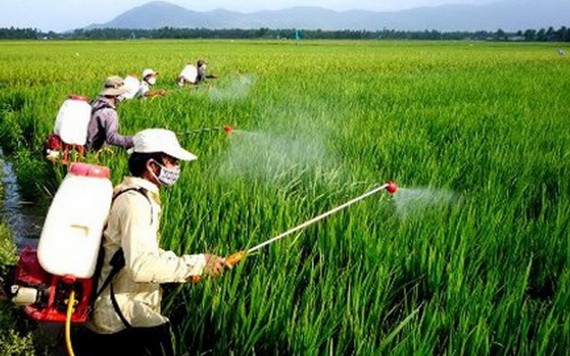 安全和有效使用農藥。（示意圖：互聯網）