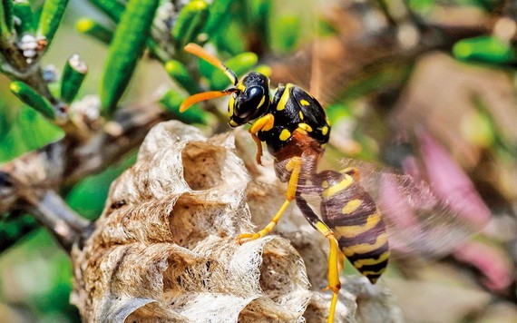 （示意圖：互聯網）