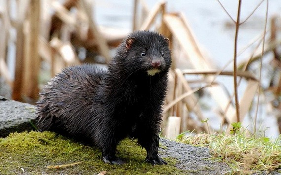 野生水貂。（示意圖：互聯網）