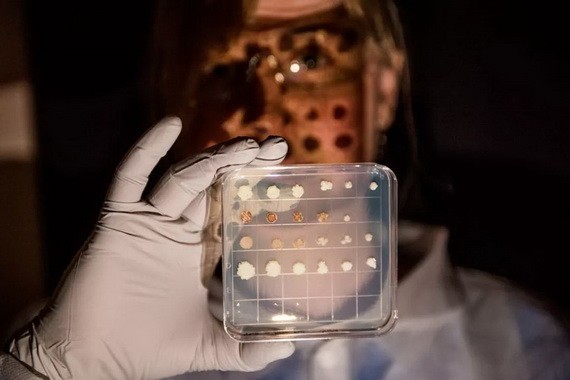 蓍果脂解酵母的不同培養基。