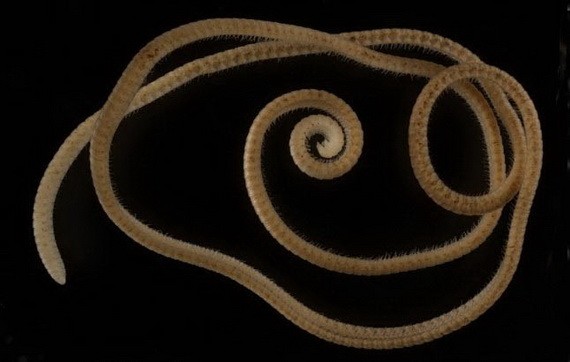 名副其實千足蟲