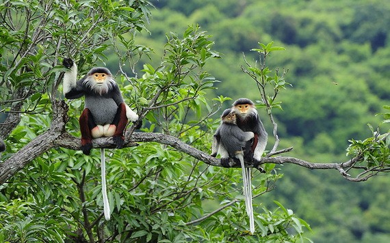 圖為廣治省野生白臀葉猴。（圖：PTL）