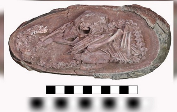 胚胎化石保存完好。