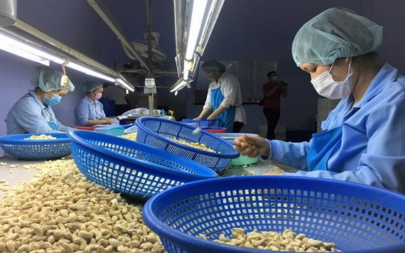 腰果是中東－非洲地區許多國家需要進口的商品。