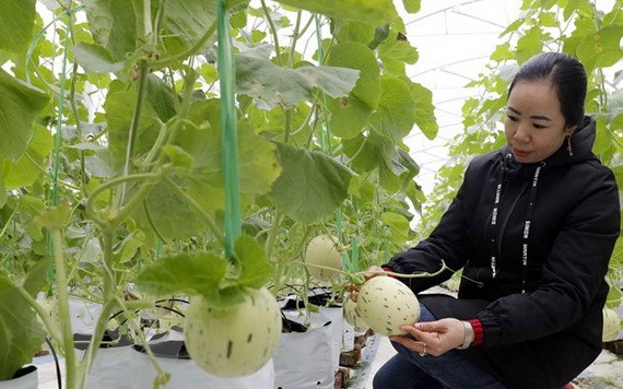 廣寧高新技術應用農業區建於廣寧省東潮市鴻泰西鄉，全區自然面積總值為106公頃。（示意圖：越通社）