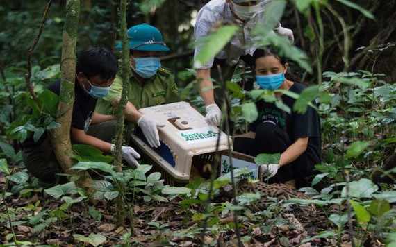 菊芳國家公園的野生動物救援小組將一隻野貓放歸野外。（圖：MQ）