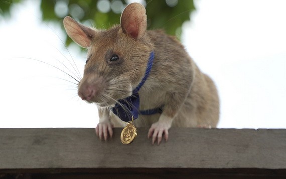 探雷“英雄鼠”馬加瓦去世