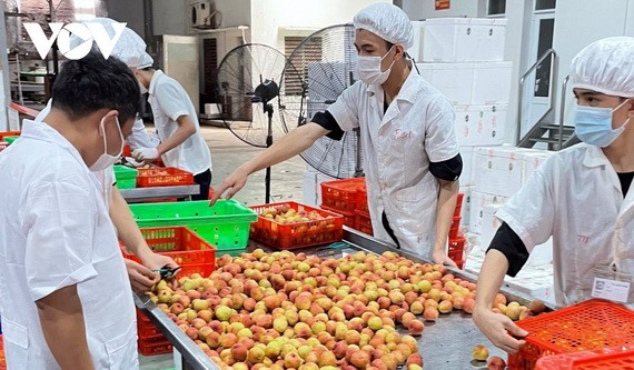 我國出口的商品日漸多樣化，種類和款式也越來越豐富。