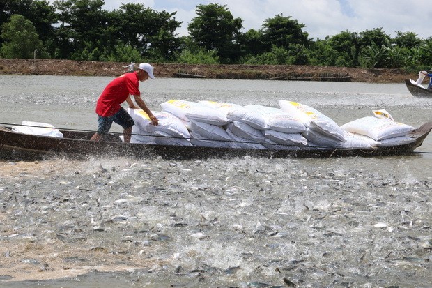 越南查魚繼續游向大海  ảnh 3