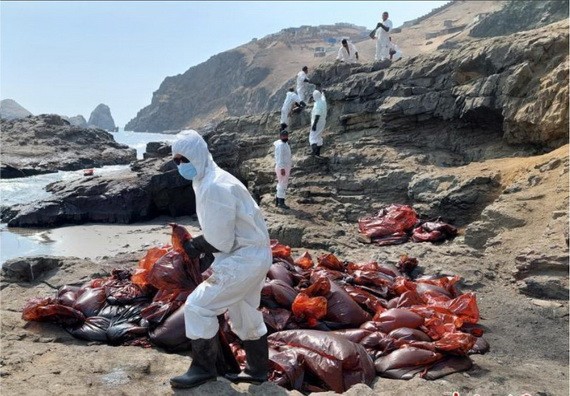湯加火山噴發致秘魯面臨嚴重“生態災難”